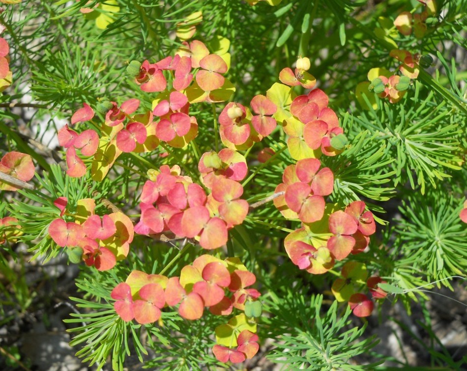 Euphorbia cyparissias